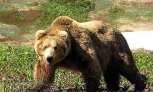 Прием заявлений на охоту на бурого медведя на Сахалине